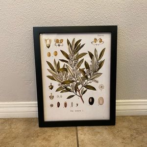 Kitchen wall picture of Olives